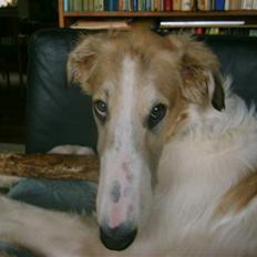 Borzoi Lhaghana Koztya