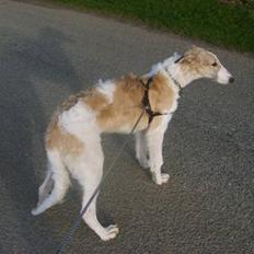 Borzoi Lhaghana Koztya