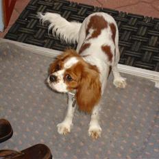 Cavalier king charles spaniel alberte