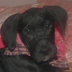 Grand danois Mercedes <3