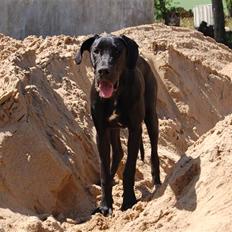 Grand danois Mercedes <3