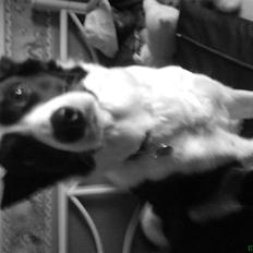 Border collie Dundee