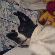 Border collie Dundee