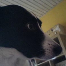 Border collie Dundee