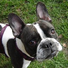 Fransk bulldog Bertha