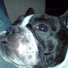 Fransk bulldog Bertha