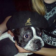 Fransk bulldog Bertha