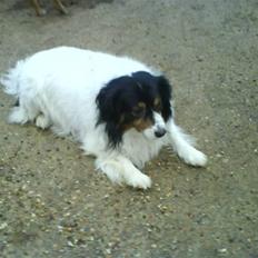 Blanding af racer Bamse