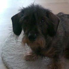 Gravhund Petra  † 09-04-2010  †