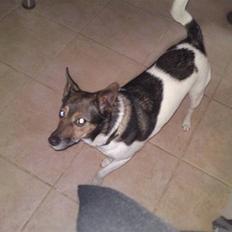 Blanding af racer nuser