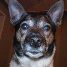 Blanding af racer nuser