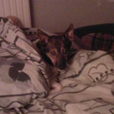 Blanding af racer nuser