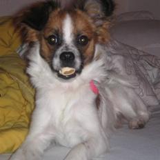 Blanding af racer Bambi