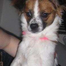 Blanding af racer Bambi