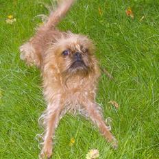 Griffon bruxellois Pax