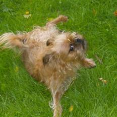 Griffon bruxellois Pax