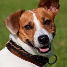 Jack russell terrier Gizmo (Mr Wonky Ears)