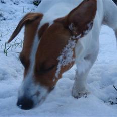 Jack russell terrier Gizmo (Mr Wonky Ears)
