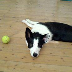 Blanding af racer Shamuk  (Bette)