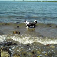 Blanding af racer Shamuk  (Bette)