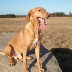 Blanding af racer Xaro