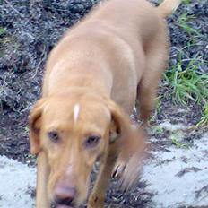 Blanding af racer Xaro