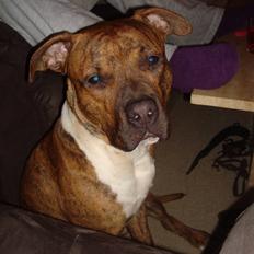 Amerikansk staffordshire terrier Rocco (min tidligere hund