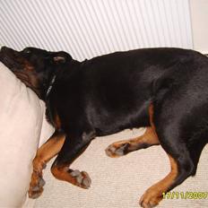 Rottweiler Bamse - død.