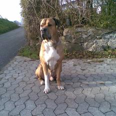 Blanding af racer Tyson