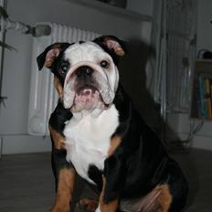 Engelsk bulldog Qupios Suprice Mille