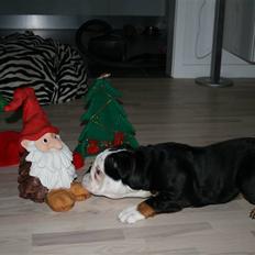 Engelsk bulldog Qupios Suprice Mille