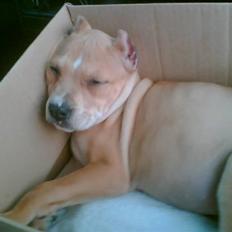 Amerikansk staffordshire terrier Puma