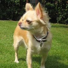 Chihuahua Tula *ArosInnovationAida* (himmelhund)