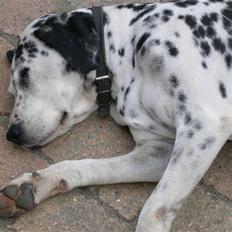 Dalmatiner Dina Nicolines