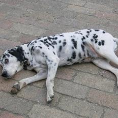 Dalmatiner Dina Nicolines