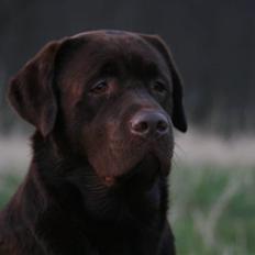 Labrador retriever Baloo