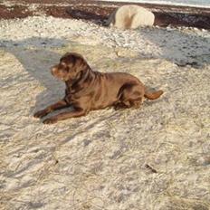 Labrador retriever Baloo