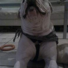 Amerikansk bulldog Valentino