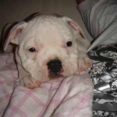 Amerikansk bulldog Valentino