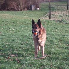 Schæferhund Dixi R.I.P