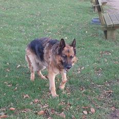 Schæferhund Dixi R.I.P