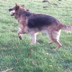 Schæferhund Dixi R.I.P