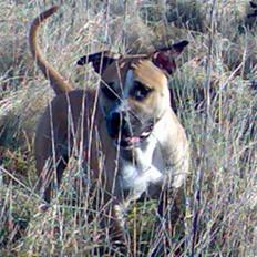 Amerikansk staffordshire terrier Monster