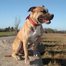Amerikansk staffordshire terrier Monster