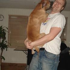 Amerikansk staffordshire terrier Monster