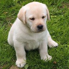 Labrador retriever Bilbo