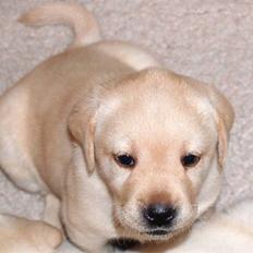 Labrador retriever Bilbo