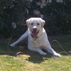 Labrador retriever Sofus