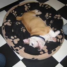 Engelsk bulldog tjalfe