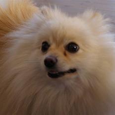 Pomeranian Chico